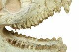 Fossil Oreodont (Merycoidodon) Skull - South Dakota #284203-4